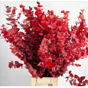 Euc. Stuart Preserved Red