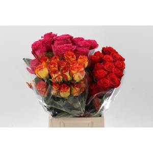 R Gr Assorti Mixed 40cm