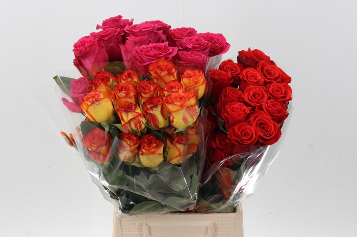 <h4>R Gr Assorti Mixed 40cm</h4>