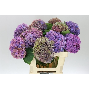 Hyd Rodeo Purple
