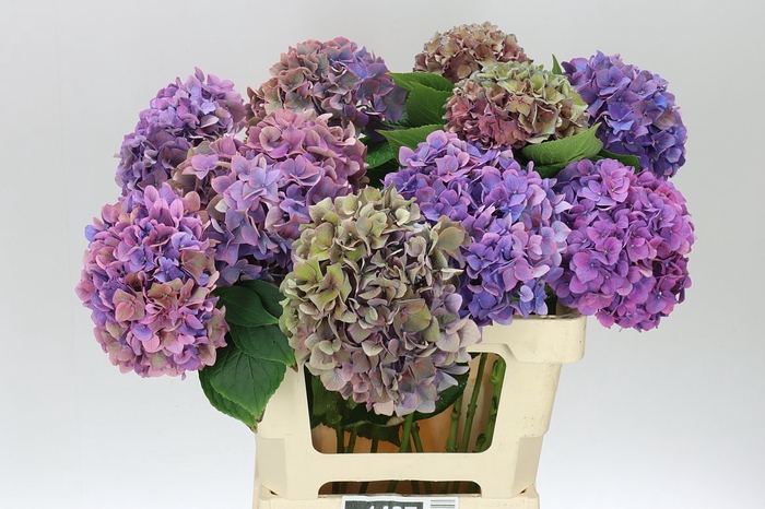 <h4>Hyd Rodeo Purple</h4>
