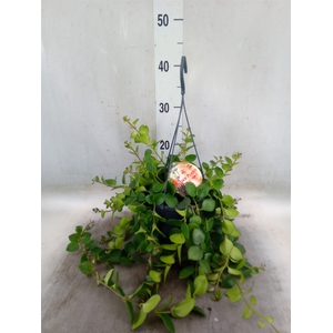 Aeschynanthus  'Pink Polka'