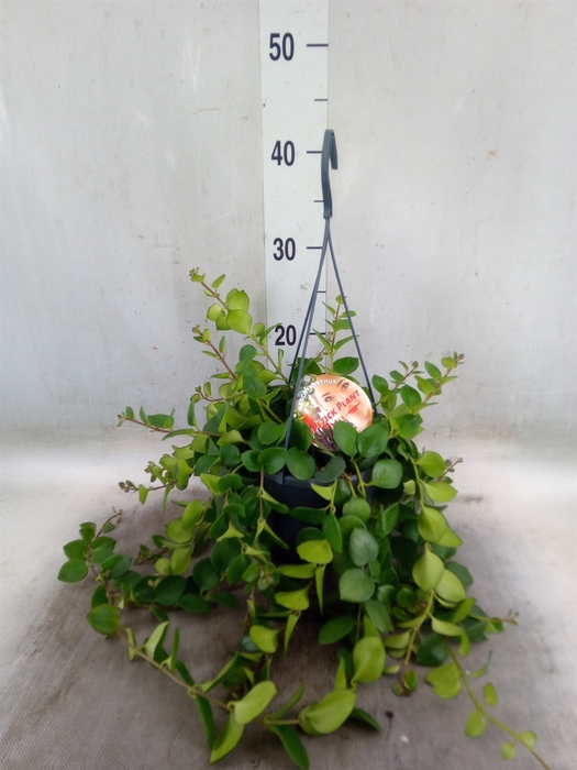 <h4>Aeschynanthus  'Pink Polka'</h4>