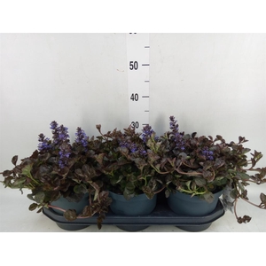 Ajuga reptans   ...