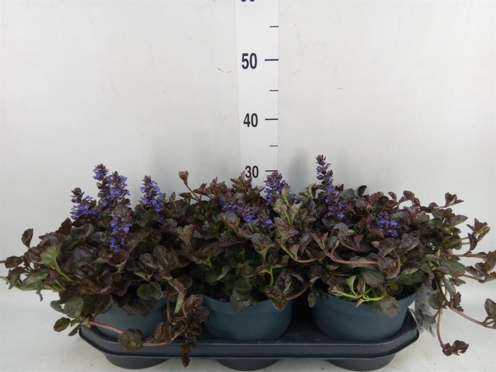 <h4>Ajuga reptans   ...</h4>