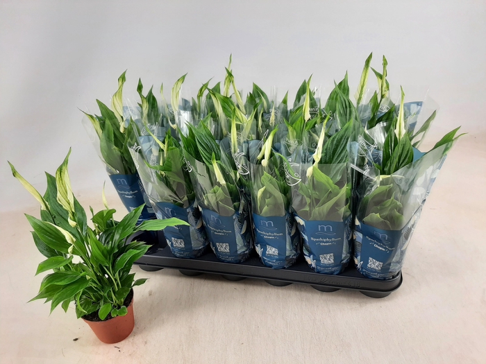 <h4>SPATH CHOPIN</h4>