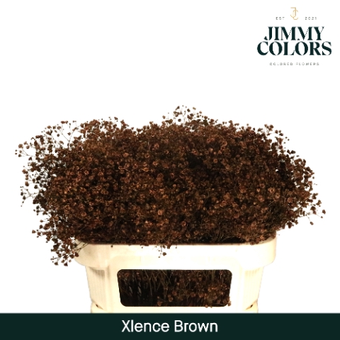 <h4>Gyps Xlence l70 Brown</h4>