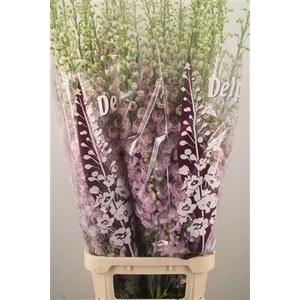 Delph El Dewi Fame Dark Pink