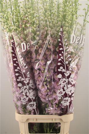 <h4>Delph El Dewi Fame Dark Pink</h4>