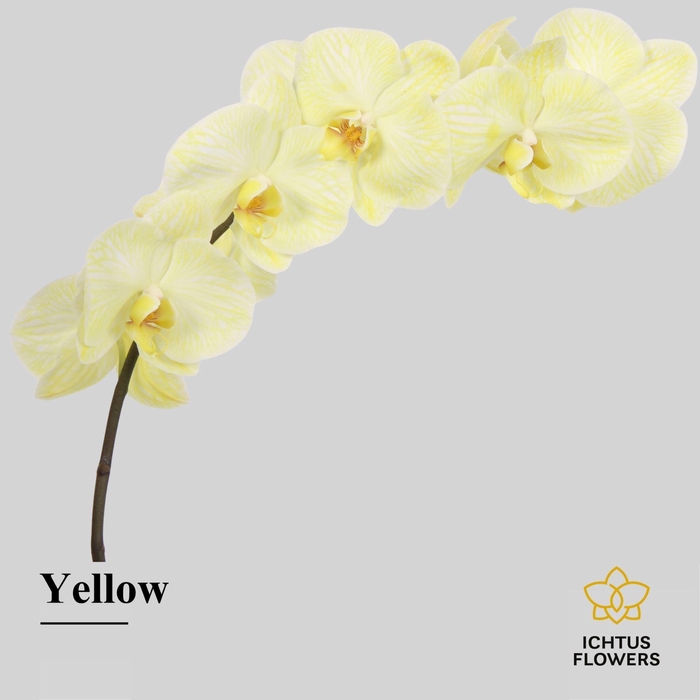 <h4>Phalaenopsis</h4>