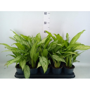 Aglaonema comm. 'Silver Queen'