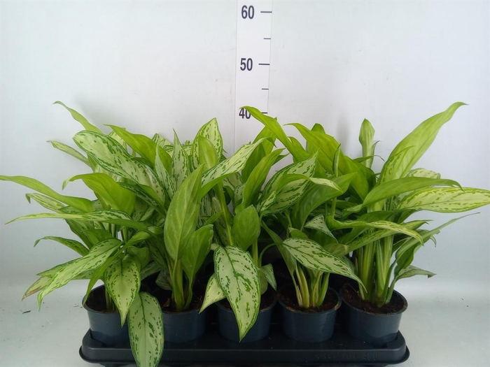 <h4>Aglaonema comm. 'Silver Queen'</h4>