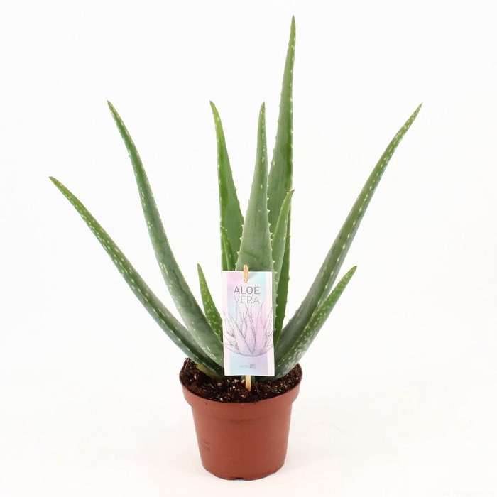 <h4>Aloe Vera</h4>