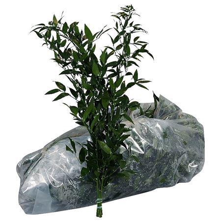 <h4>Ruscus aculeatus per bos</h4>