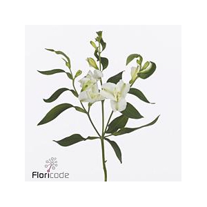 Alstroemeria fl charmelia blanca