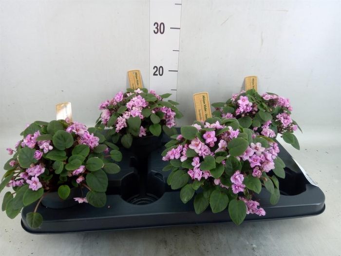 <h4>Saintpaulia   ...</h4>