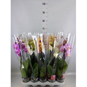 Phalaenopsis   ...mix