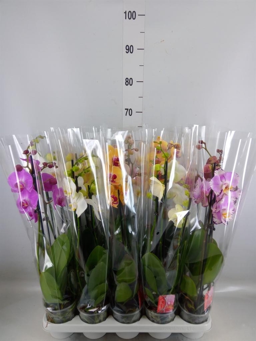 <h4>Phalaenopsis   ...mix</h4>
