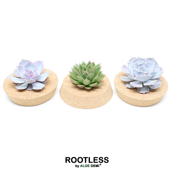 <h4>ROOTLESS Echeveria, Cork bowl</h4>