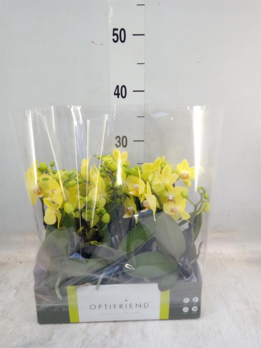 <h4>Phalaenopsis multi.   ...yellow</h4>