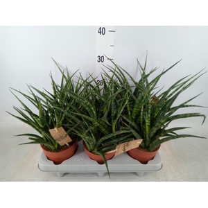 Sansevieria  'Fernwood'