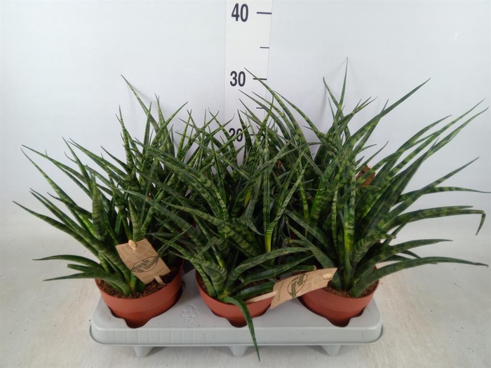 <h4>Sansevieria  'Fernwood'</h4>