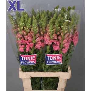 ANTIR AVIGNON C ROSE