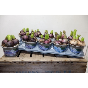 arr8 Hyacin Gem 4 Kl