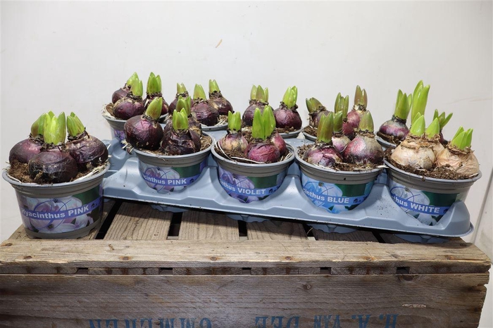 <h4>arr8 Hyacin Gem 4 Kl</h4>