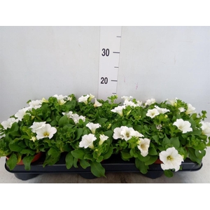Petunia  'Surfinia Baby White'
