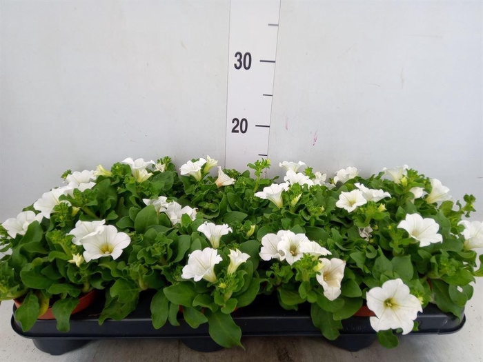 <h4>Petunia  'Surfinia Baby White'</h4>