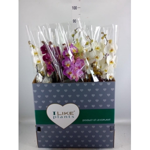 Phalaenopsis   ...mix