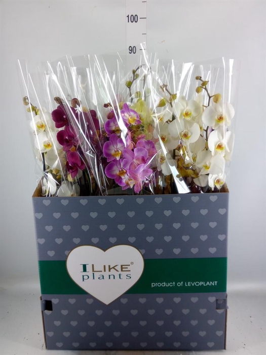 <h4>Phalaenopsis   ...mix</h4>