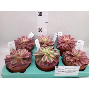 Aeonium   ...