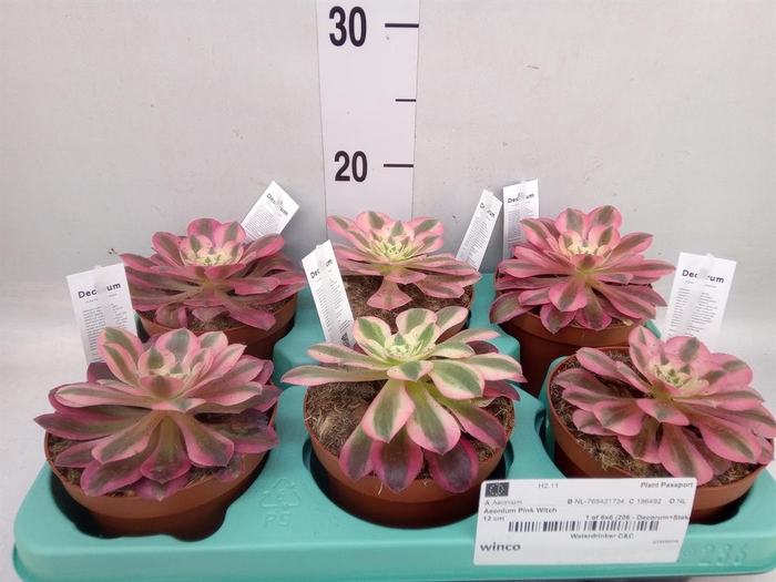 <h4>Aeonium   ...</h4>