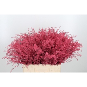 Lepidium Kl Bh Licht Rood