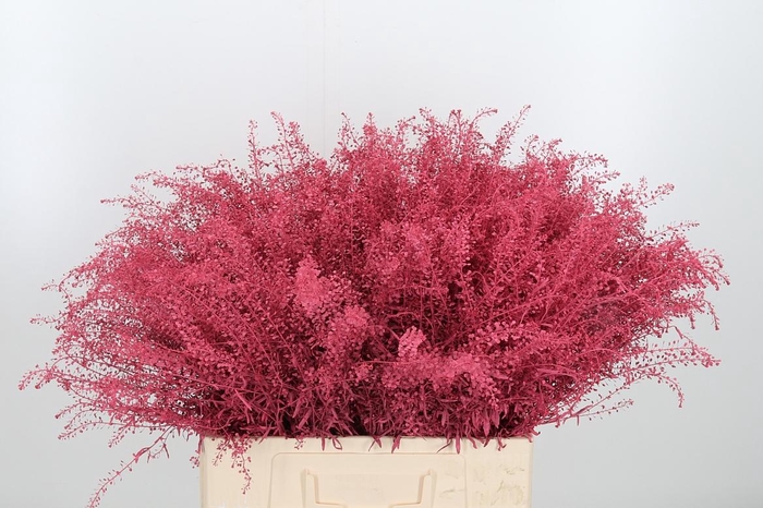 <h4>Lepidium Kl Bh Licht Rood</h4>