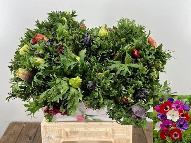 <h4>ANEM CO MAR GEM</h4>