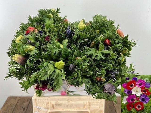 <h4>ANEM CO MAR GEM</h4>