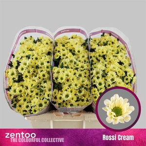Chr S Rossi Cream