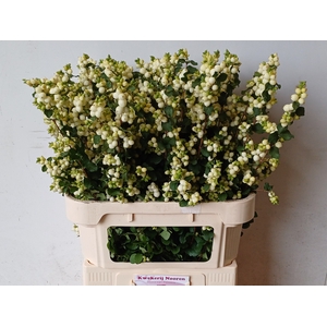 SYMPHO MAG LEMO LIME