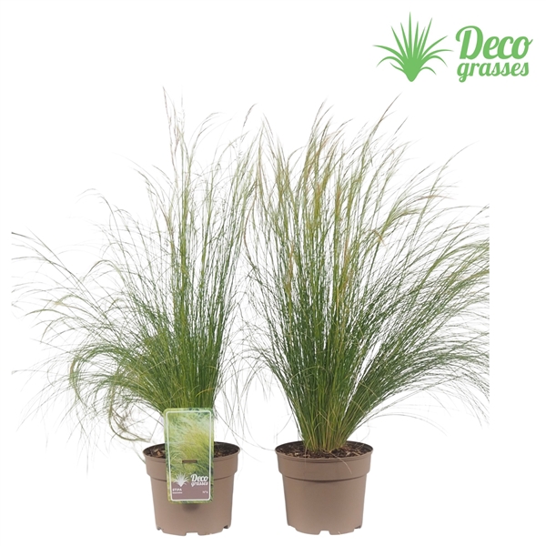 <h4>Stipa tenacissima</h4>