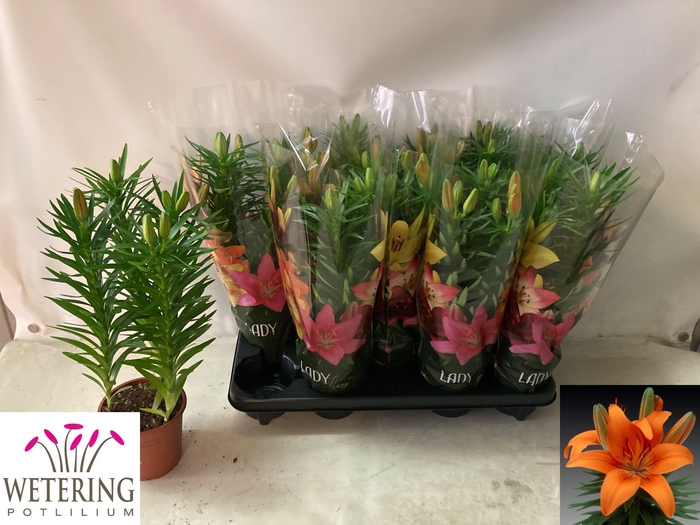 <h4>LIL AS TINY INVADER</h4>