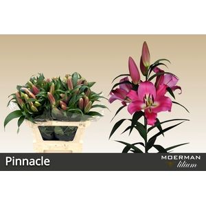 LI PINNACLE 2 knop