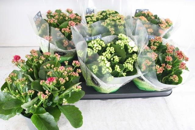 <h4>KAL GE GEM 5 KL</h4>