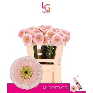 GE MB DOTTIE ODILE
