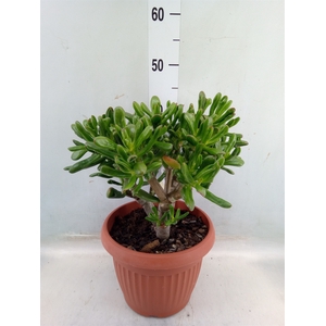 Crassula ovata 'Horn Tree Red'