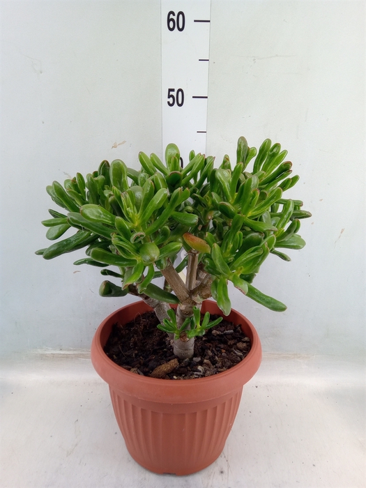 <h4>Crassula ovata 'Horn Tree Red'</h4>