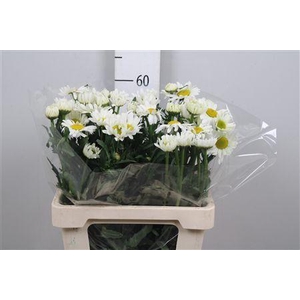 Leuc Vulg Rheinblick