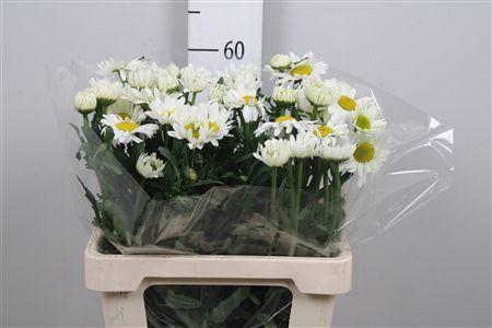 <h4>Leuc Vulg Rheinblick</h4>